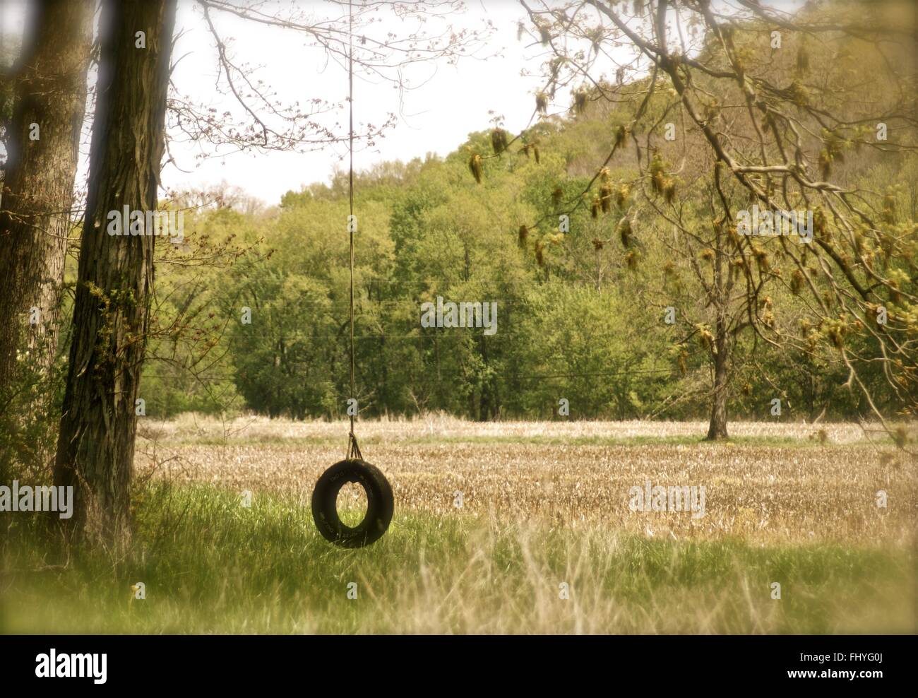 Eine friedliche Foto mit einem offenen Feld mit Bäumen mit einer Reifenschaukel umgeben. Stockfoto