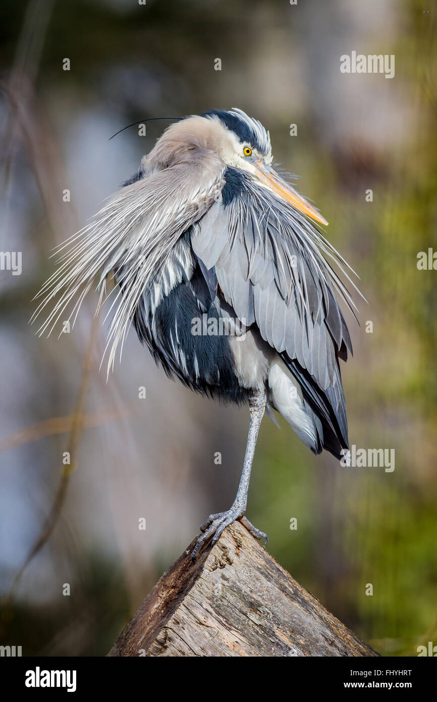 Great Blue Heron (Ardea Herodias) thront auf einem Baumstamm, putzen. Stockfoto