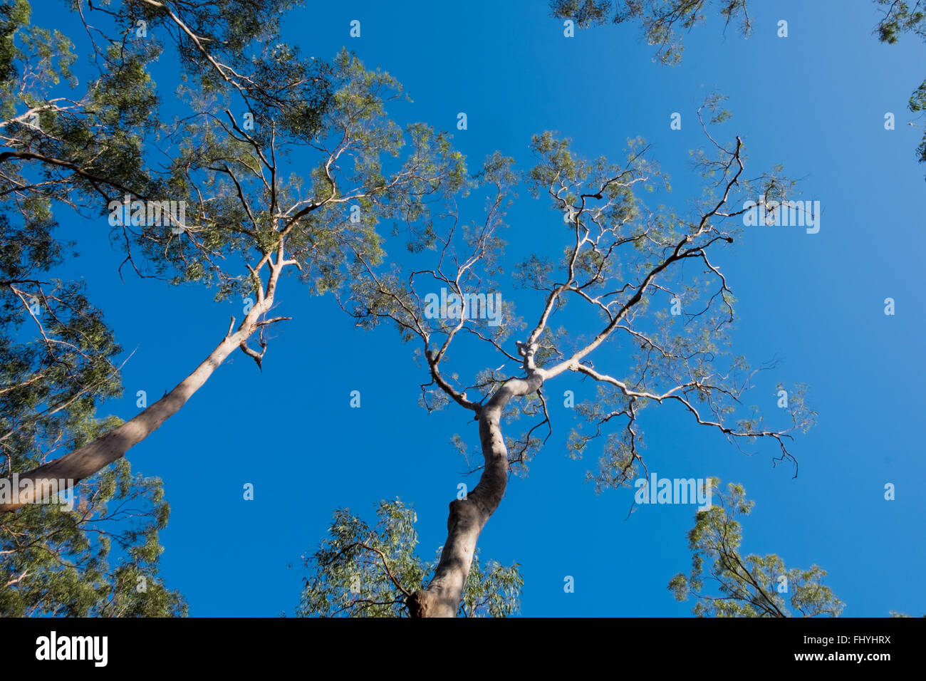 Australischen Buschland Stockfoto