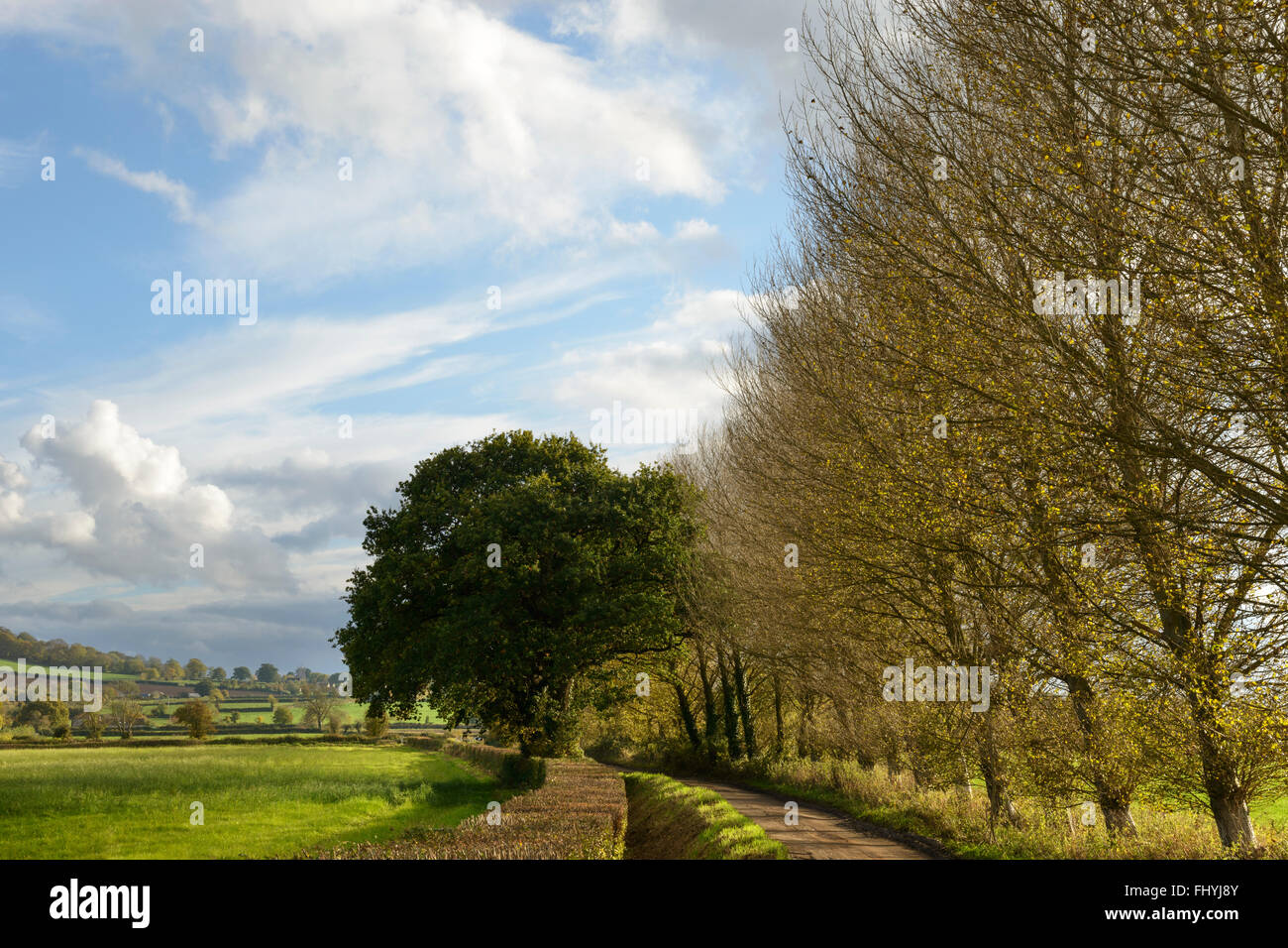 Einer von Bäumen gesäumten Landstrasse in Somerset. Stockfoto