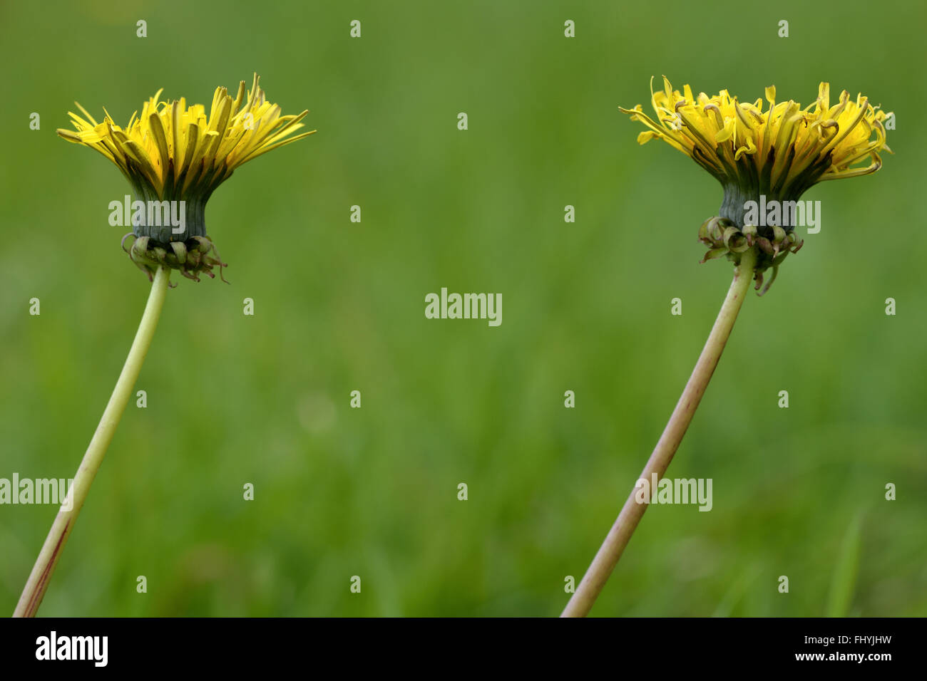 Löwenzahn (Taraxacum Offinale). Gelbe Blumen in der Familie der Korbblütler (Asteraceae) Stockfoto