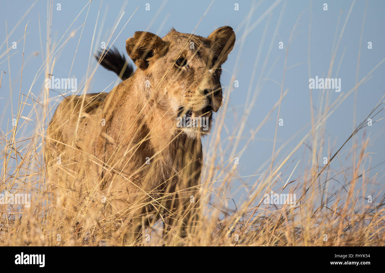 Stehende weibliche Löwen durch hohe Gräser Stockfoto