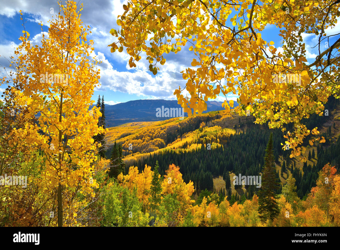 Farben des Herbstes entlang Wald Straße 730 am Ohio Pass in der Nähe von Crested Butte, Colorado Stockfoto