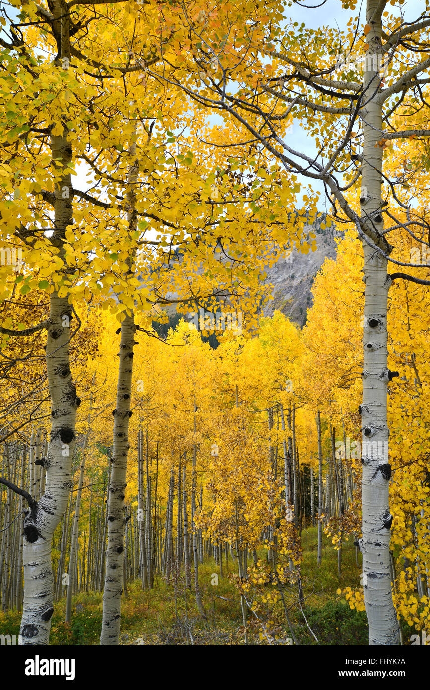 Farben des Herbstes entlang Wald Straße 730 am Ohio Pass in der Nähe von Crested Butte, Colorado Stockfoto