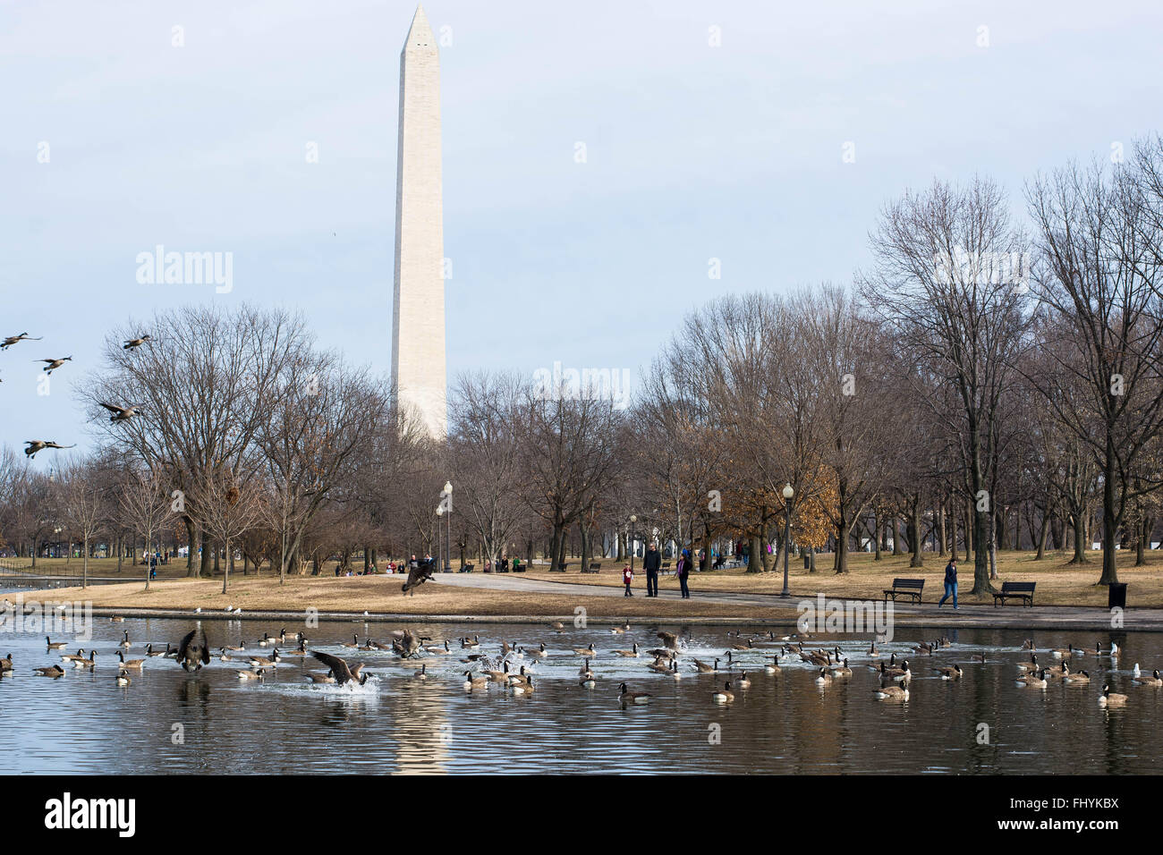 Vögel sind durch das National Monument in Washington DC landen. Stockfoto