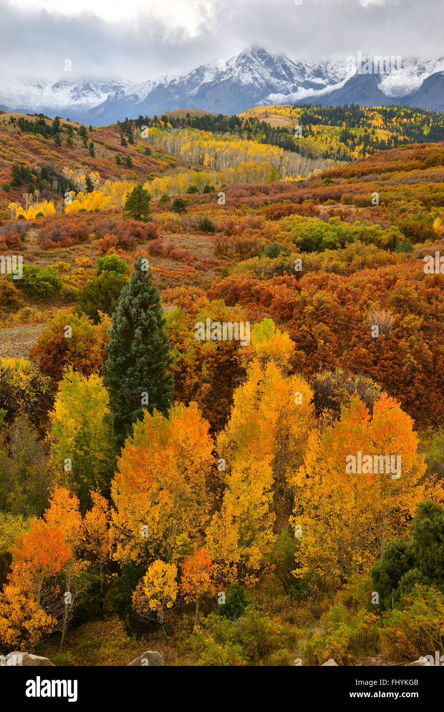 Herbstfarben kommt Dallas Teilen entlang HWY 62 westlich von Ridgway und Ouray Colorado. San-Juan-Gebirge im Hintergrund Stockfoto