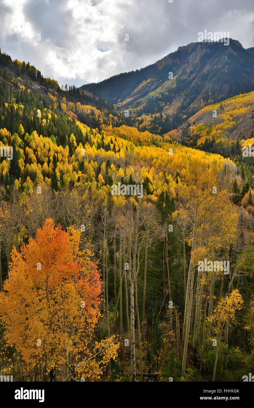 Herbstfarben kommt nach Colorado entlang HWY 145 südlich von Telluride, Colorado, aber nördlich von Lizard Kopf passieren. Stockfoto