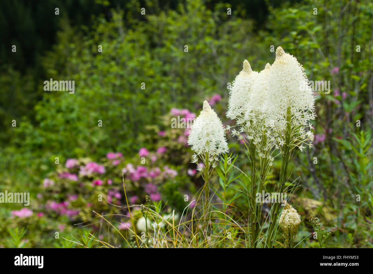 Bear Grass oder Xerophyllum Tenax blühen im Mt Hood National Forest. Stockfoto