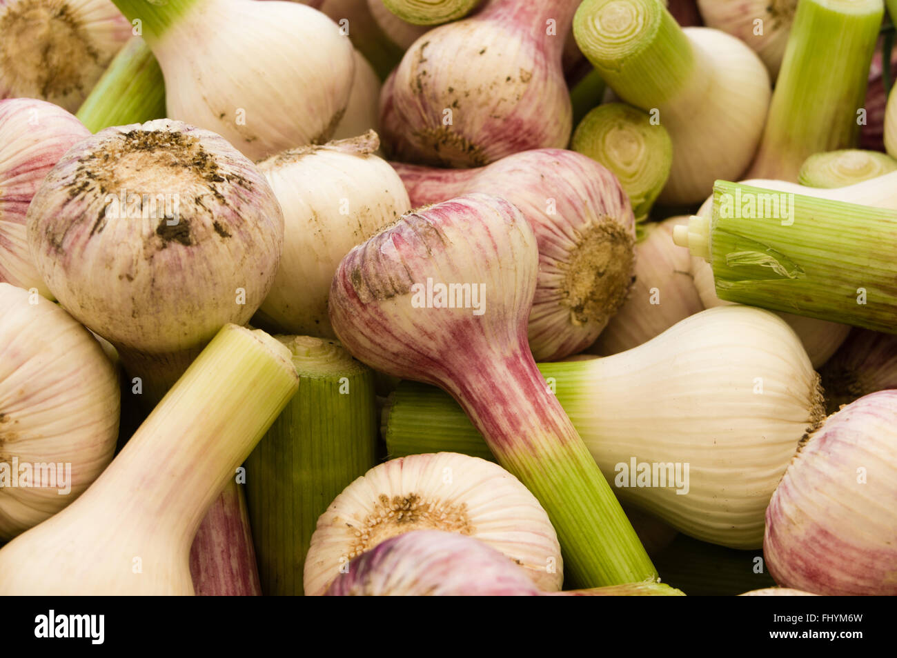 Anzeige der frisch geernteten Knoblauch auf dem Bauernmarkt.  Beaverton, Oregon Stockfoto