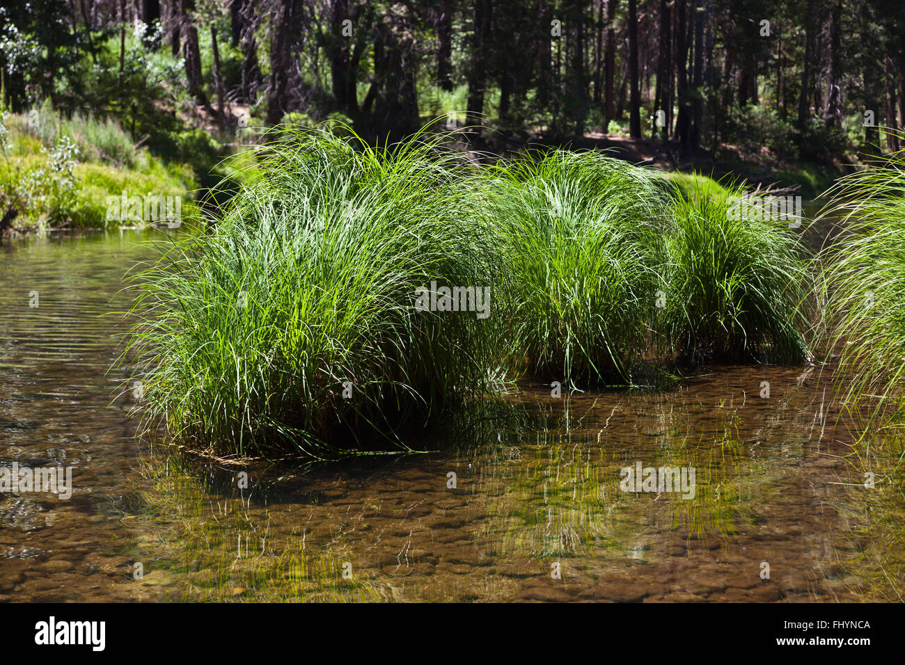 EINHEIMISCHE Gräser gedeihen in MERCED RIVER Mäandern durch YOSEMITE VALLEY im Frühjahr - CALIFORNIA Stockfoto