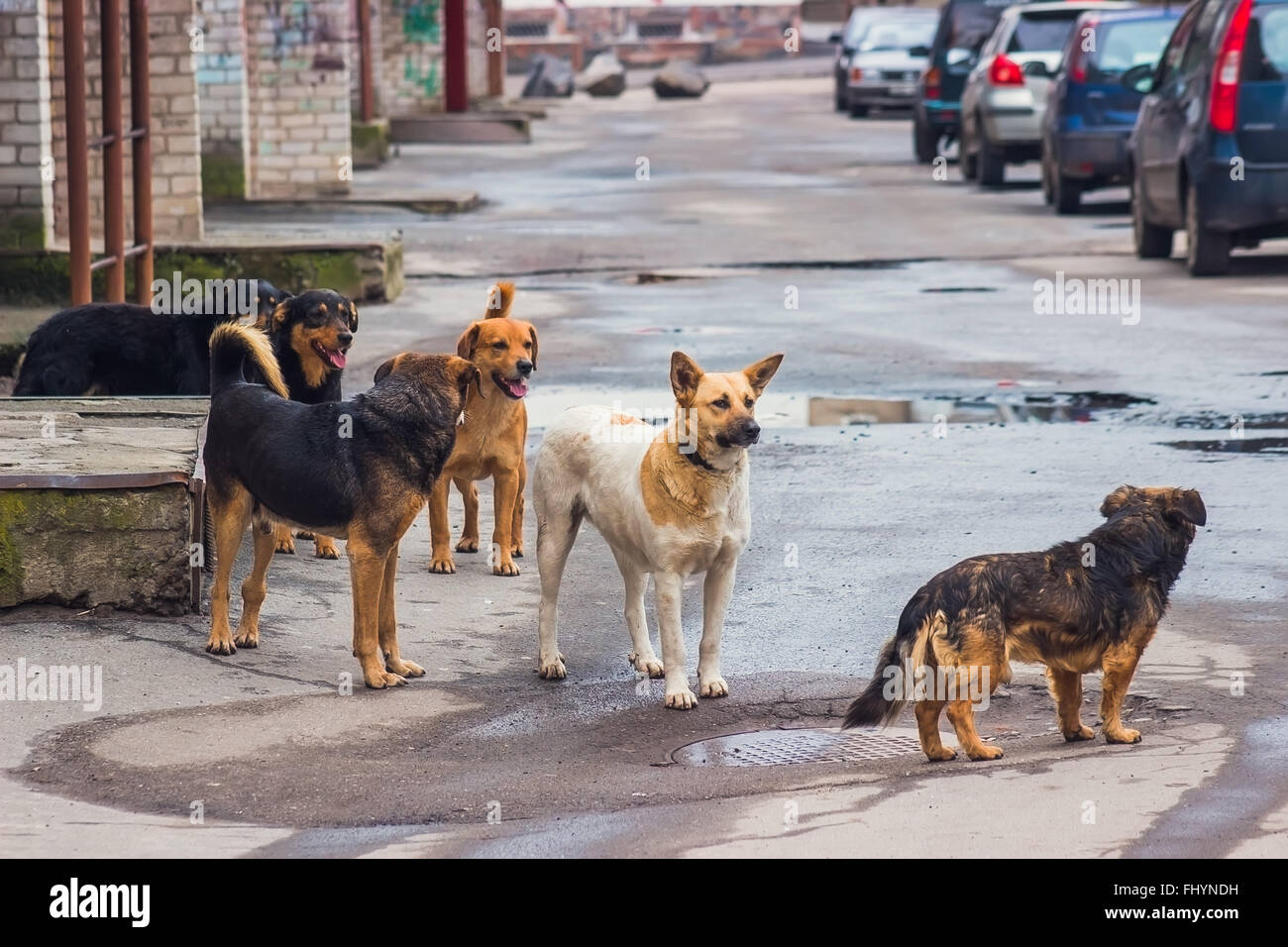 Streunende Hunde auf der Straße macht Menschen fürchten Stockfoto