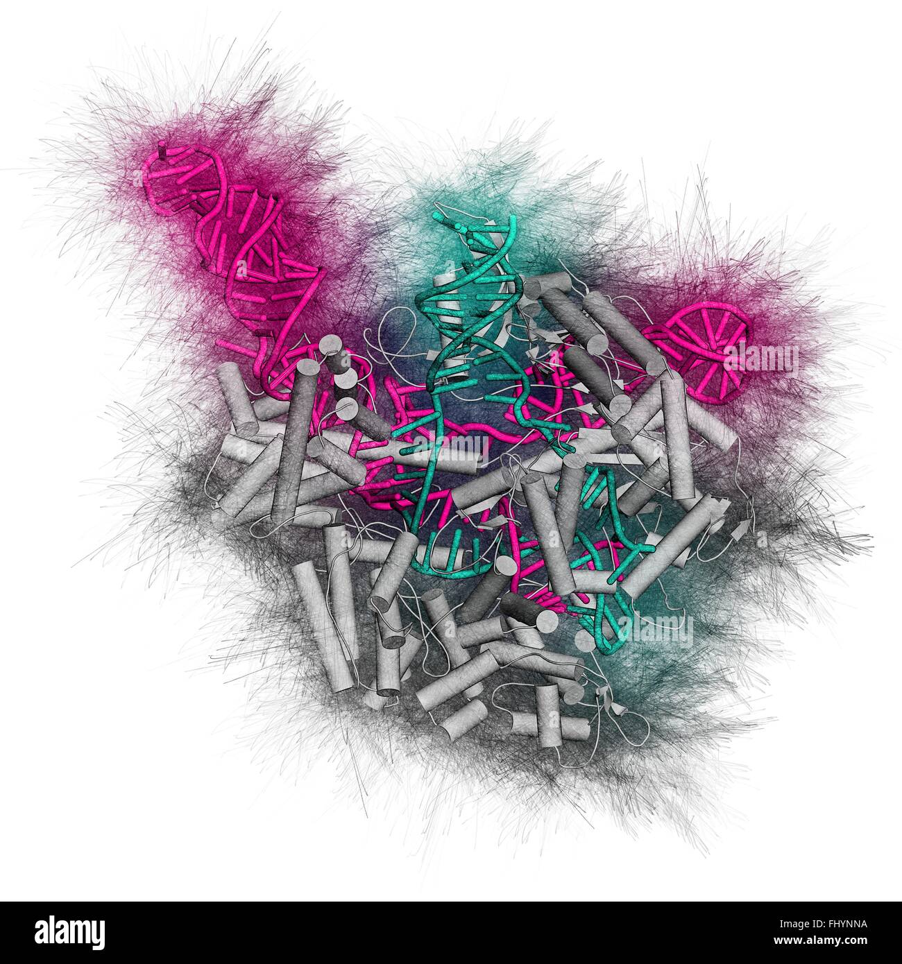 CRISPR-CAS9 gen bearbeiten komplexe von Streptococcus Pyogenes The Cas9 Nuklease Protein (grau) verwendet eine Anleitung (rosa) RNA-Sequenz Stockfoto