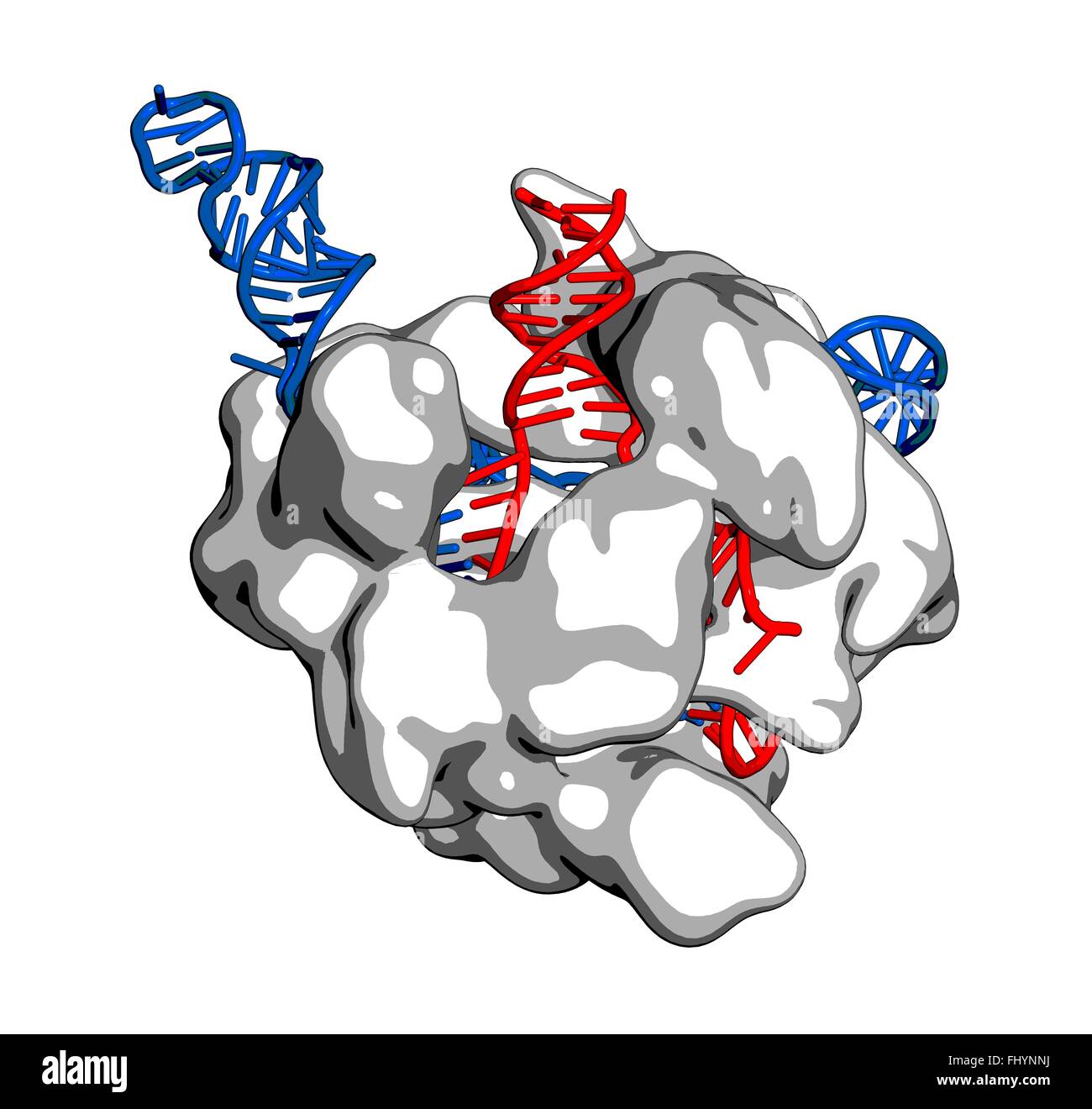 CRISPR-CAS9 gen bearbeiten komplexe von Streptococcus Pyogenes The Cas9 Nuklease Protein (weiß) verwendet eine Anleitung (blau) RNA-Sequenz Stockfoto