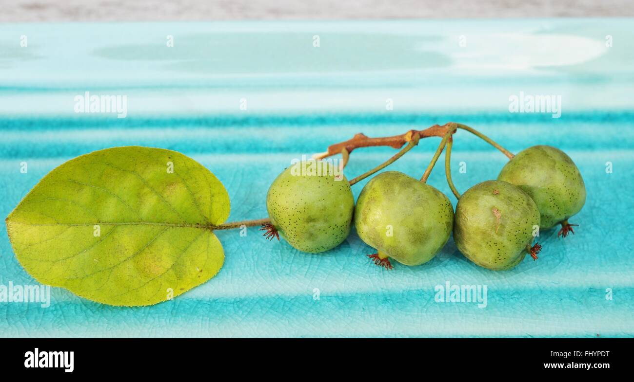 Zweig der Baby Kiwi Beeren auf einem blauen Teller Stockfoto