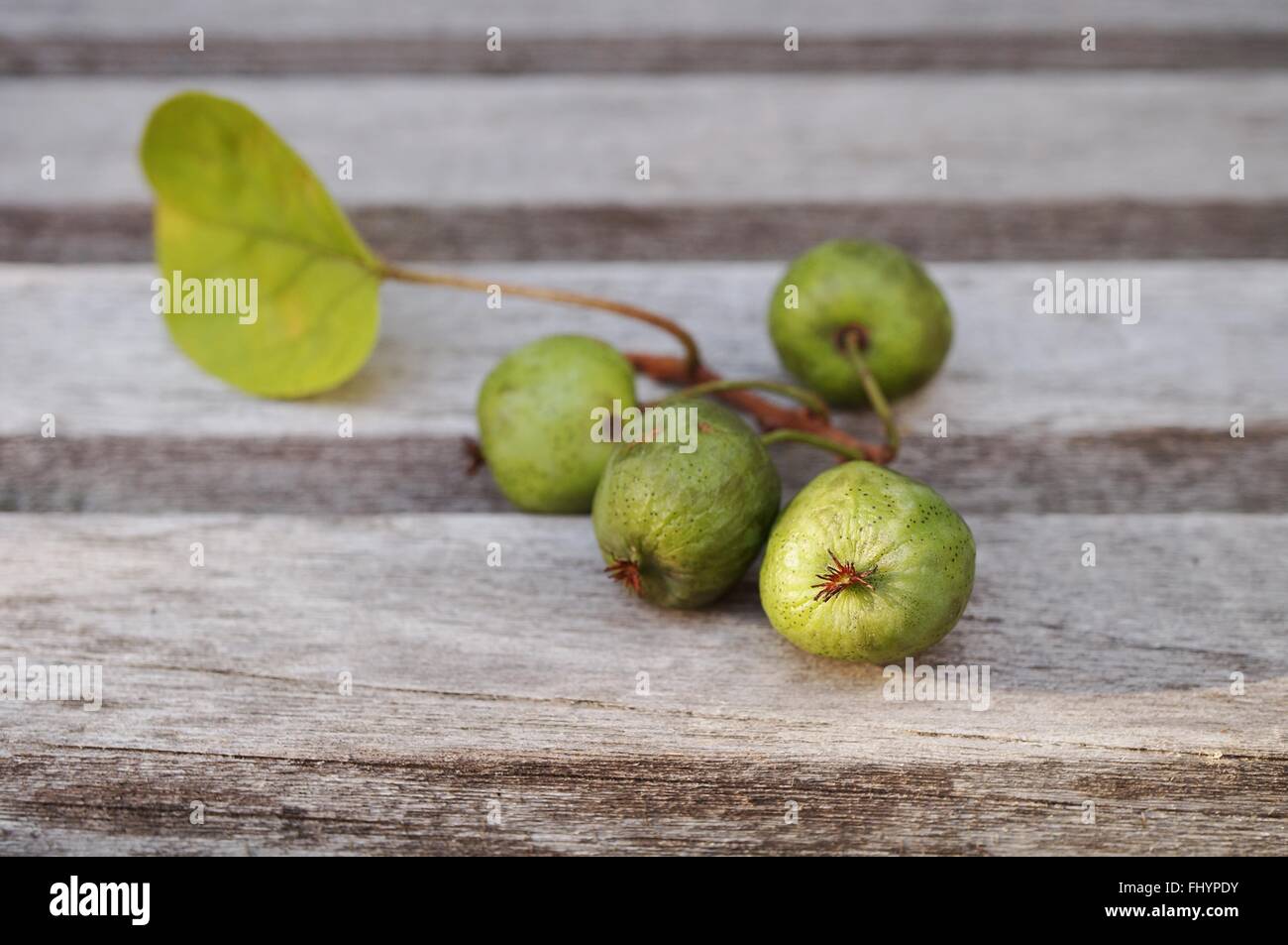 Zweig der Mini Baby Kiwi Beeren auf einem Holztisch Stockfoto