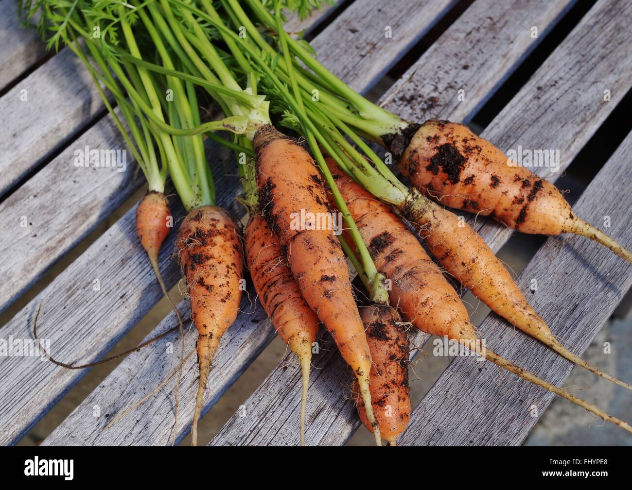 Reihe von frisch gegrabene Karotten mit Erde bedeckt Stockfoto