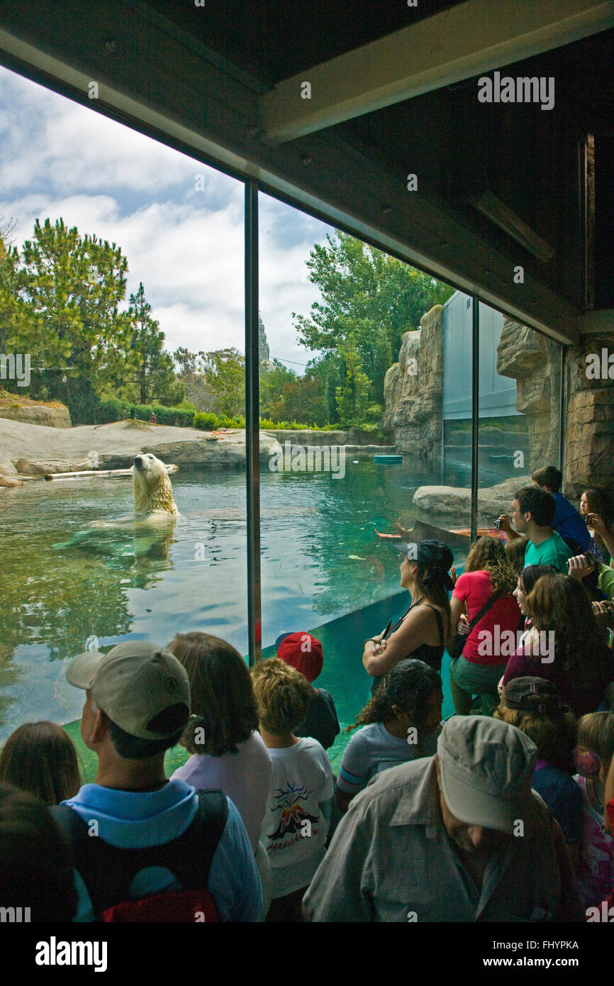 Ein Eisbär (Ursus Maritimus) in einem Pool ist ein echter Publikumsmagnet im ZOO von SAN DIEGO - CALIFORNIA Stockfoto