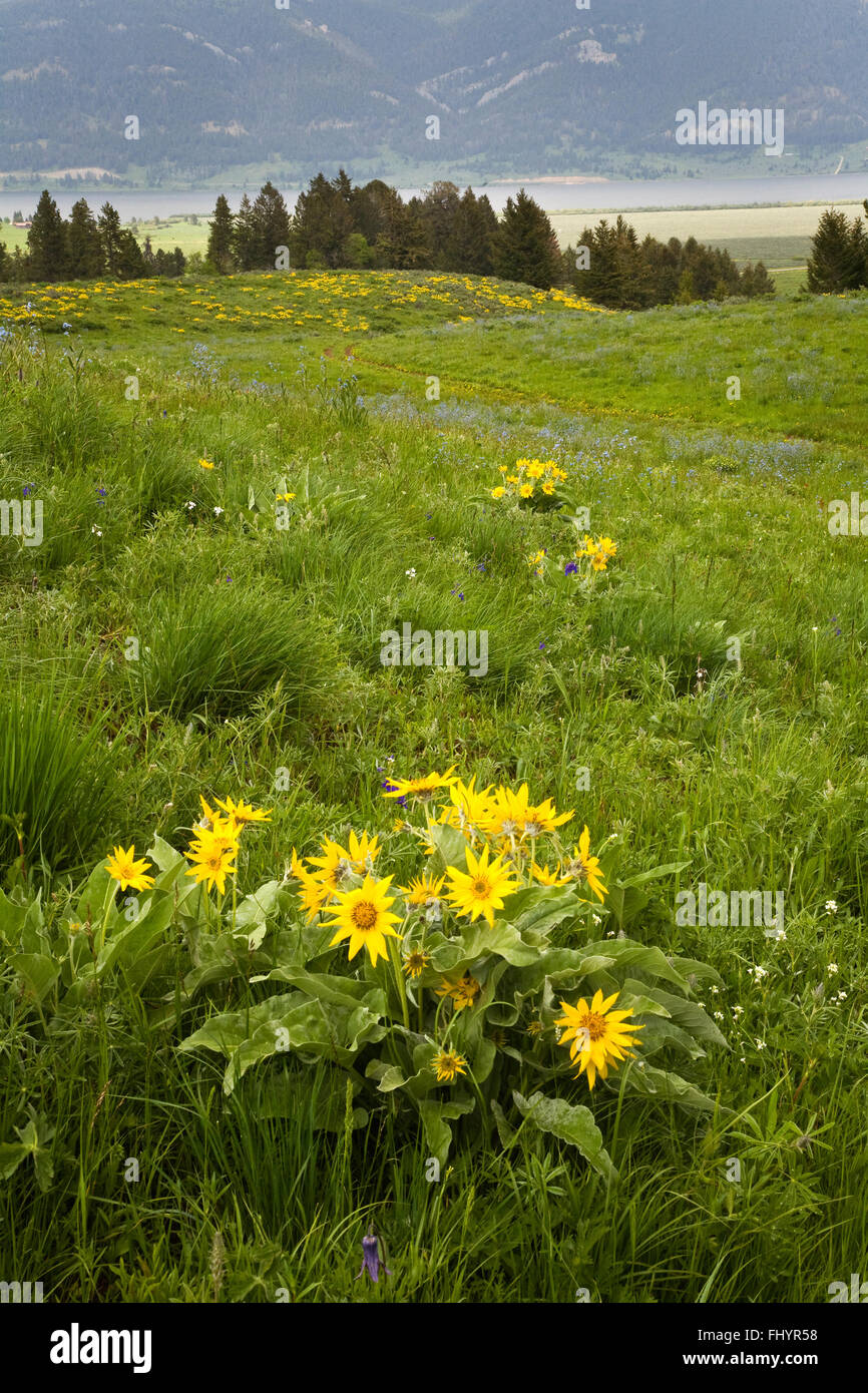 BALSAMWURZEL (Balsamorhiza Sagittata) oder ARROWLEAF BALSAMWURZEL Pflanzen Vergilben die Berghänge in den ROCKY MOUNTAINS - MONTANA Stockfoto