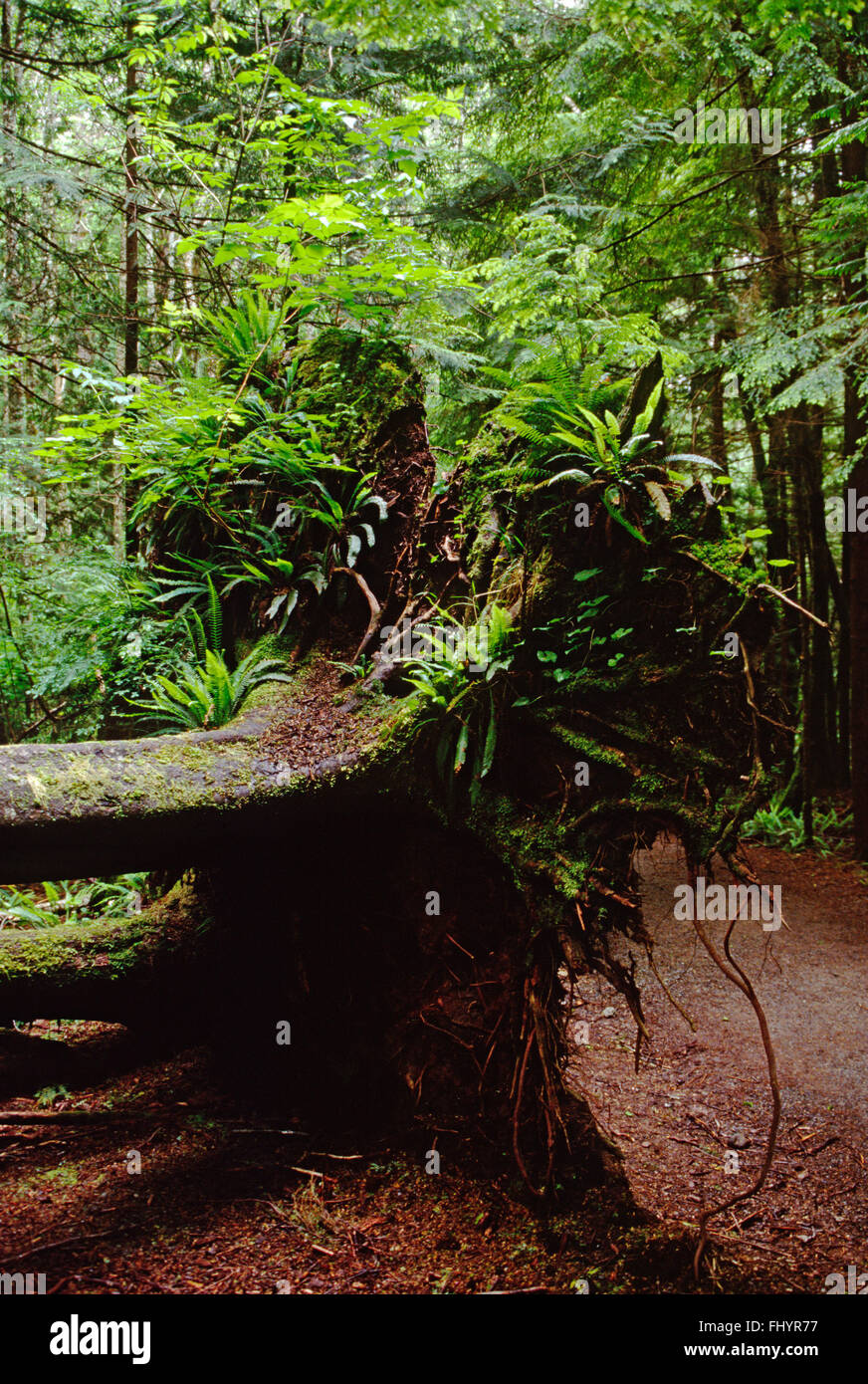 Umgestürzte Bäume bieten Nahrung für Pflanzengesellschaften im GEMÄßIGTEN Regenwald Stock - OLYMPIC Nationalpark, WASHINGTON Stockfoto