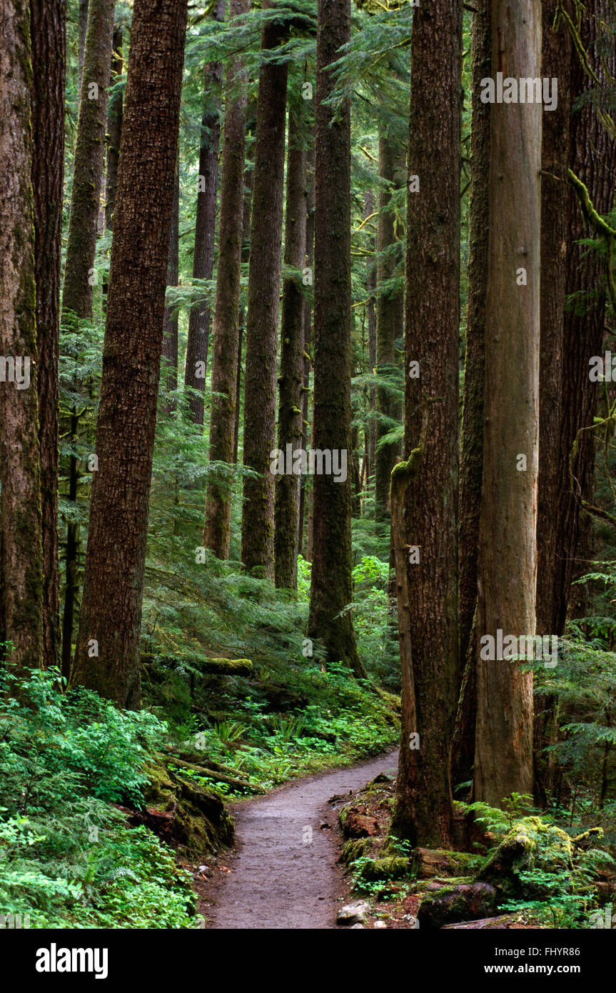 GEMÄßIGTEN Regenwald in der Nähe von North Fork SOLEDUCK TRAIL - OLYMPIC Nationalpark, WASHINGTON Stockfoto