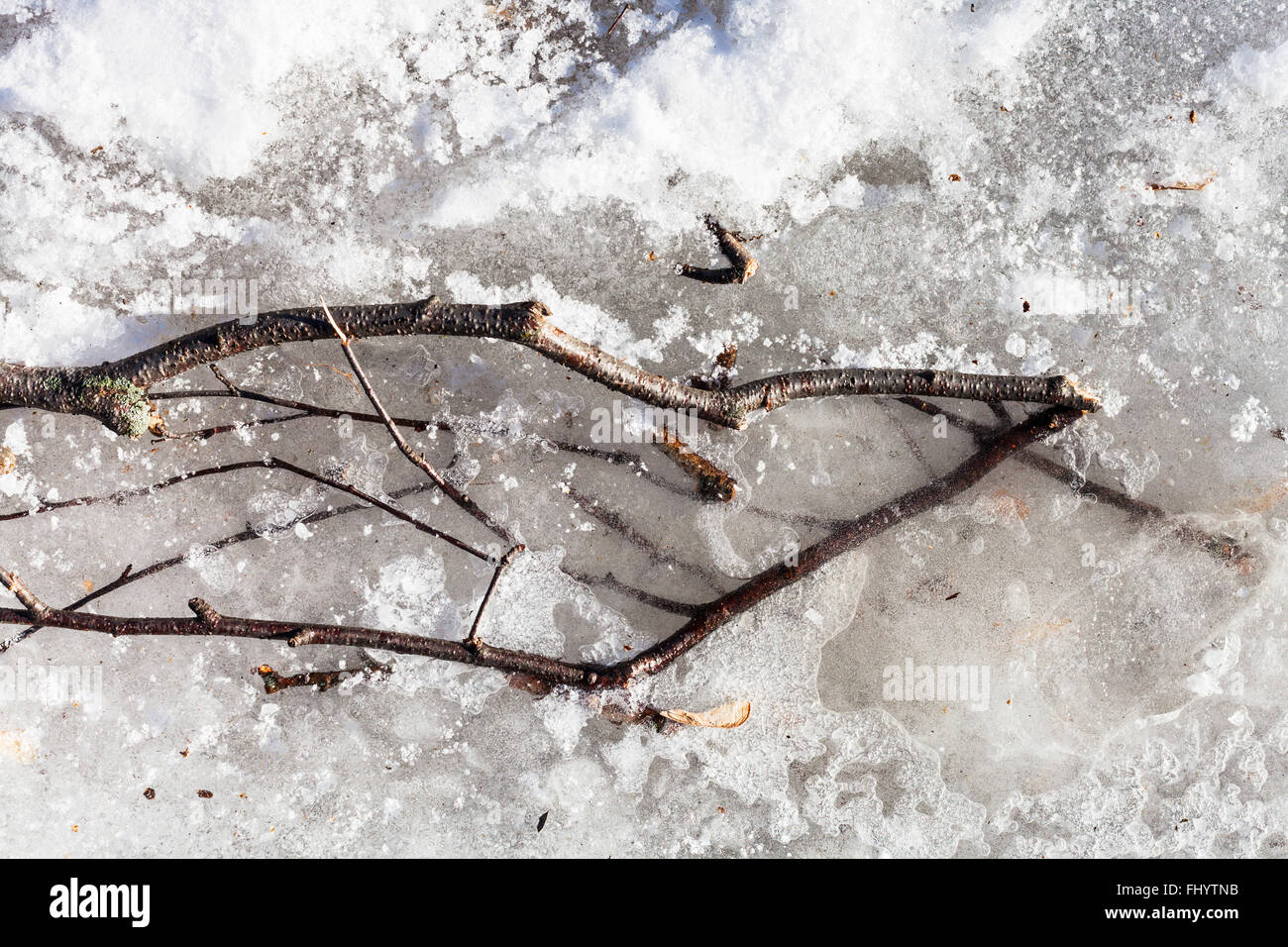 Ast im Eis der zugefrorenen Pfütze in Wintertag Stockfoto