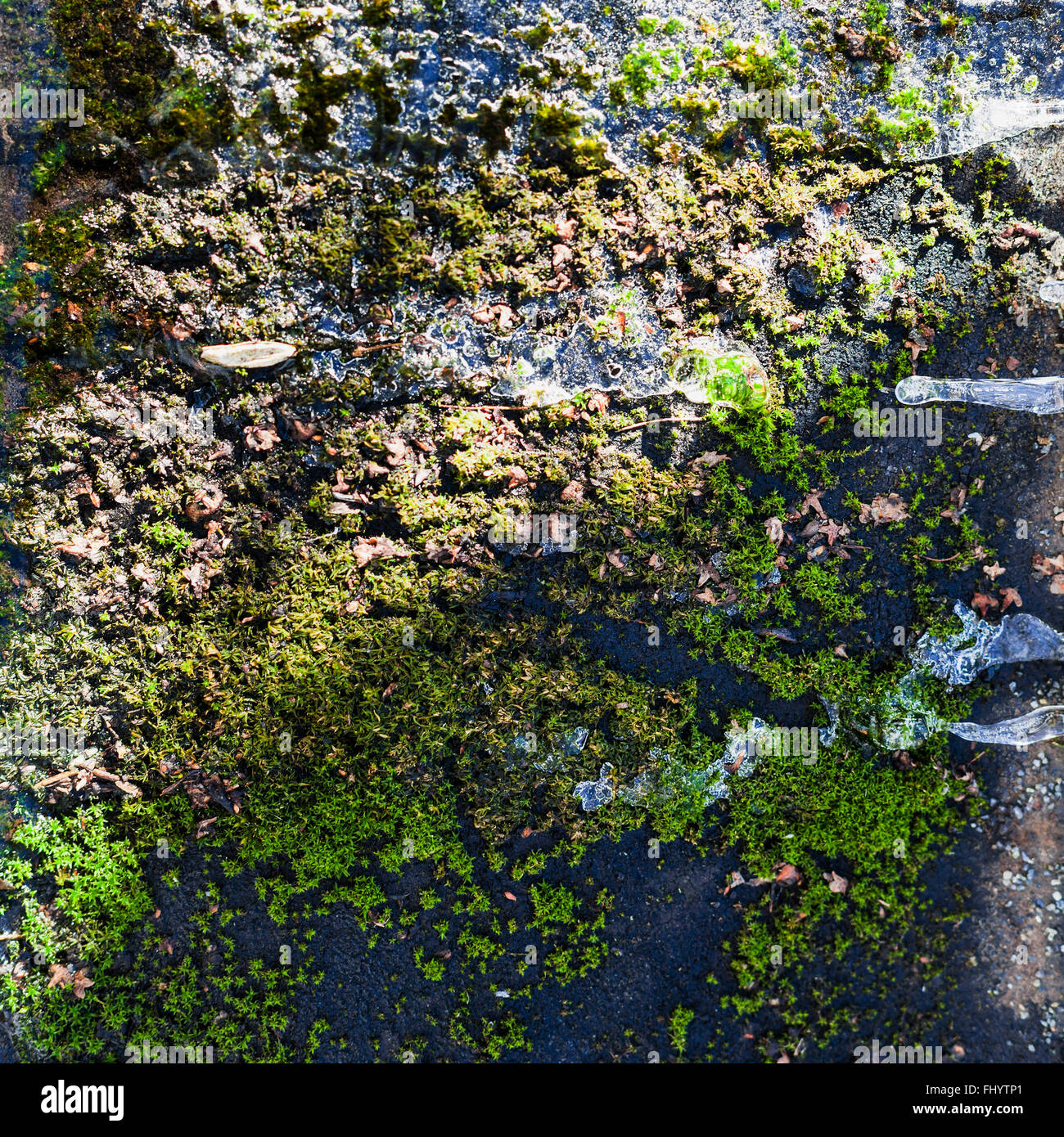 grünes Moos in sonnigen Wintertag eingefroren Stockfoto