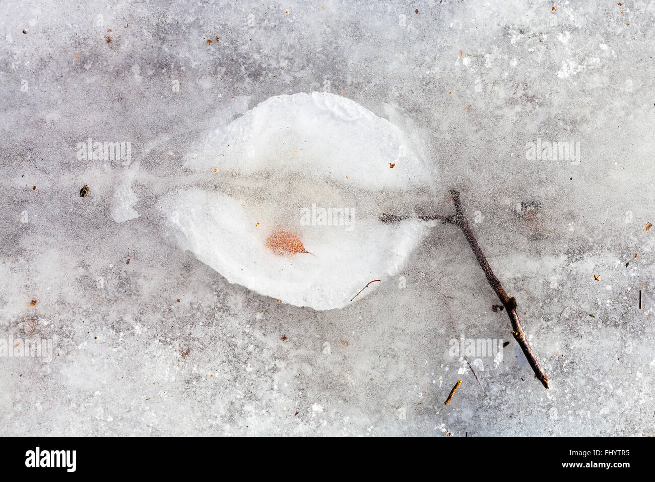 natürlichen Hintergrund - Zweig in Eis eingefroren, in kalten Wintertag Stockfoto