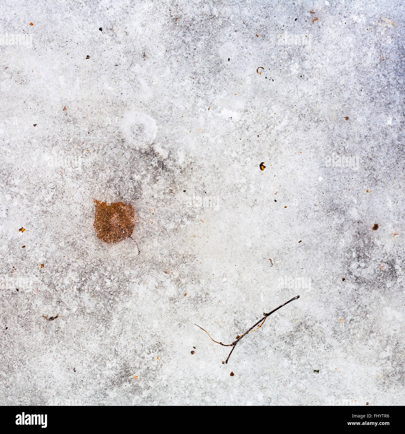 natürlichen Hintergrund - Blatt im Eis eingefroren, in kalten Wintertag Stockfoto