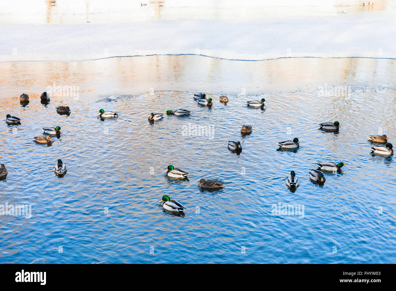 Enten schwimmen im clearing von gefrorenen See im sonnigen Wintertag Stockfoto