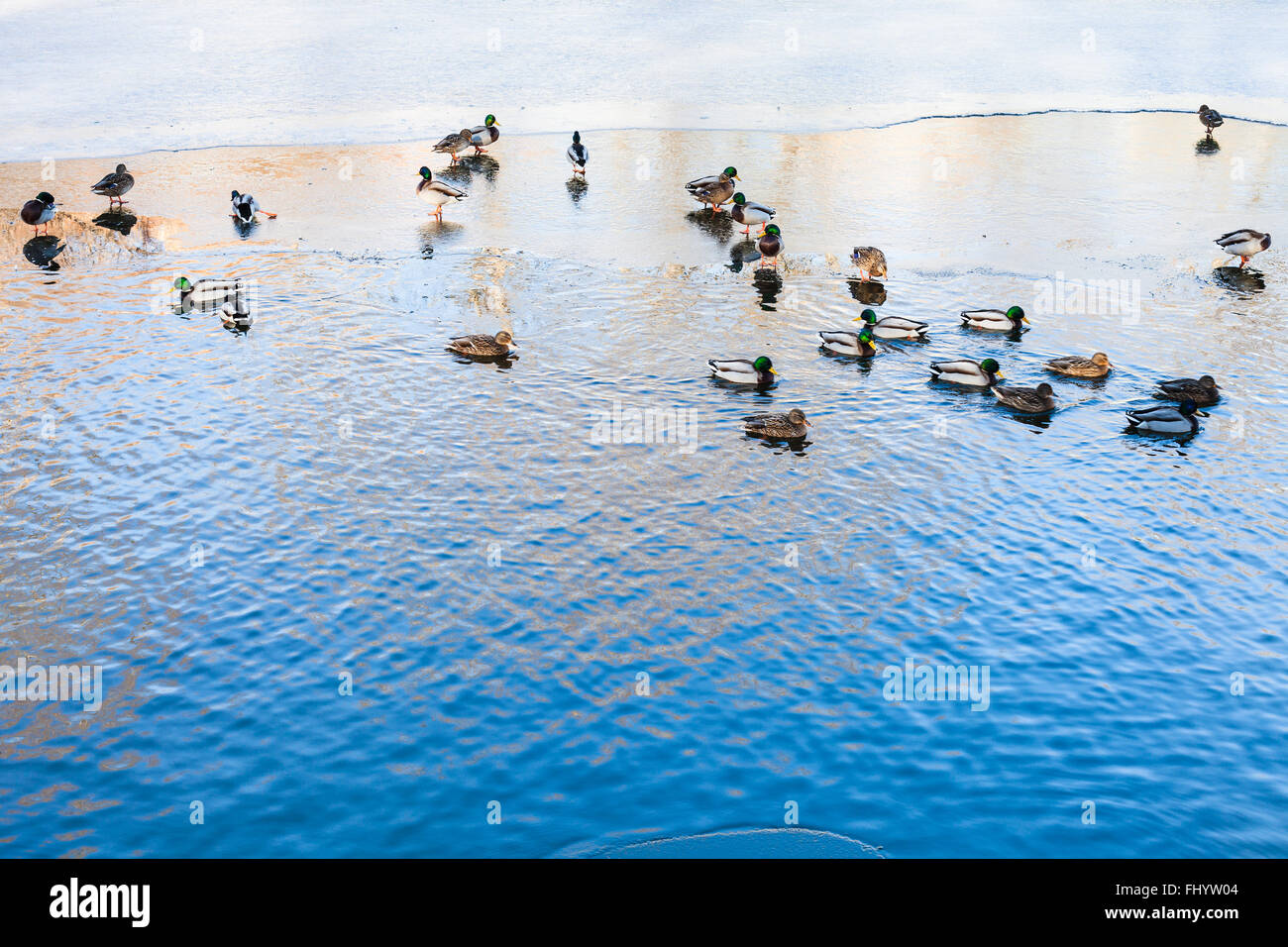Enten schwimmen im clearing von gefrorenen Fluss im sonnigen Wintertag Stockfoto