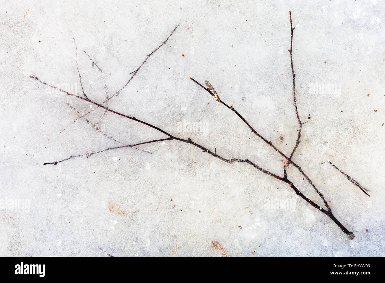 natürlichen Hintergrund - Zweig im Eis der zugefrorenen Pfütze in kalten Wintertag Stockfoto