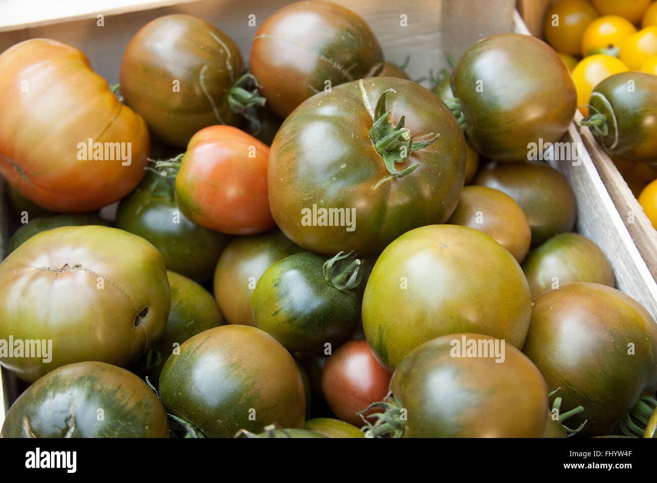 Tomaten Stockfoto