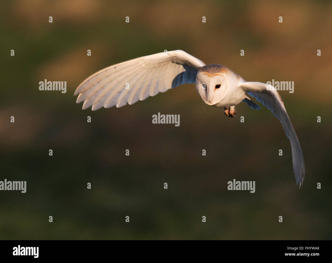 Wilde Jagd der Schleiereule Tyto Alba über Norfolk Grasland in der
