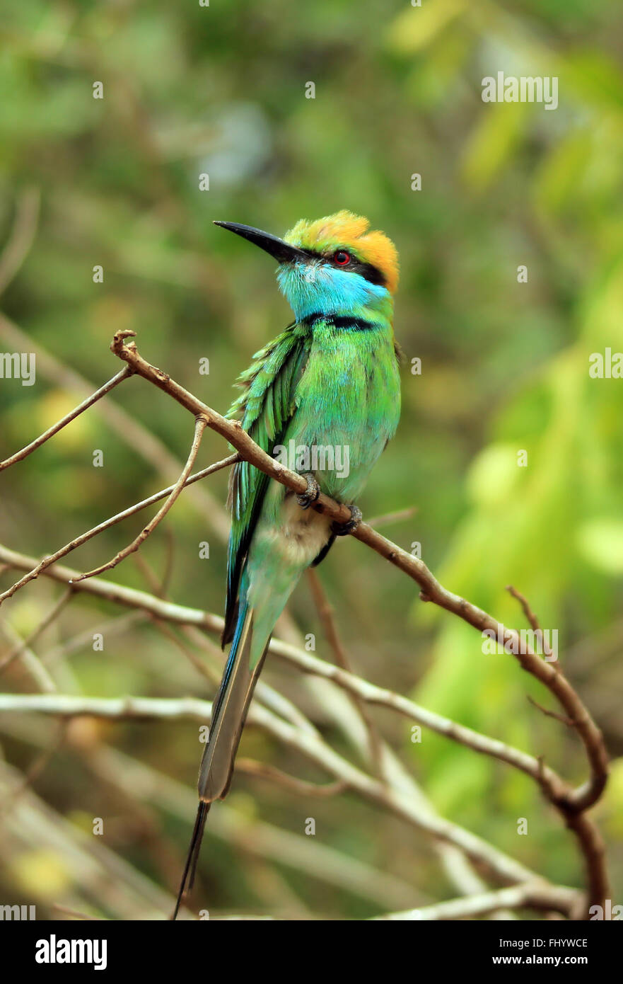 Grüne Bienenfresser (Merops Orientalis) auf einem Ast, Bundala Nationalpark, Sri Lanka Stockfoto