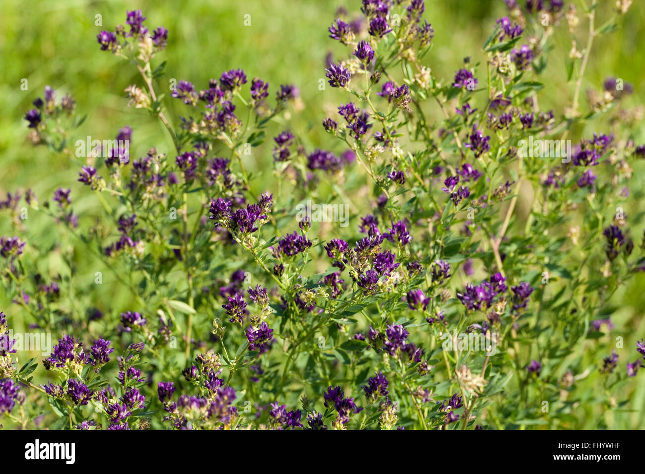 Busch von Luzern Blume (Medicago Sativa) auf Wiese Stockfoto