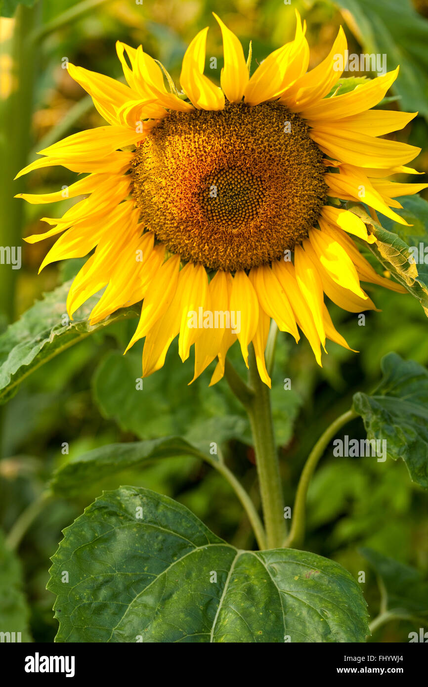 große dekorative Sonnenblume wächst im Garten Stockfoto