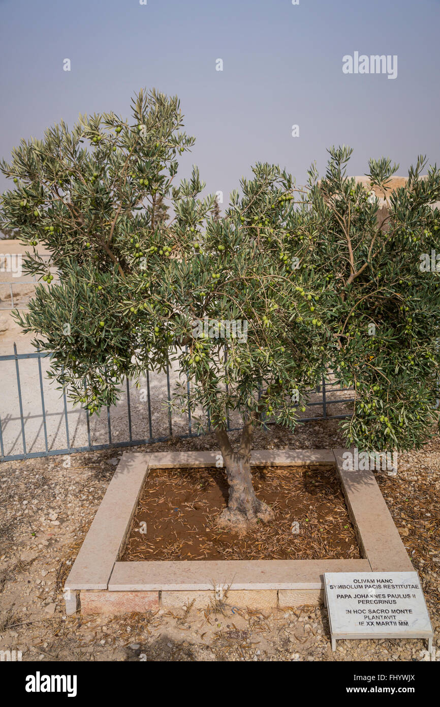 An olive tree planted by Pope John Paul II on Mount Nebo, Hashemite Kingdom of Jordan, Middle East. Stockfoto