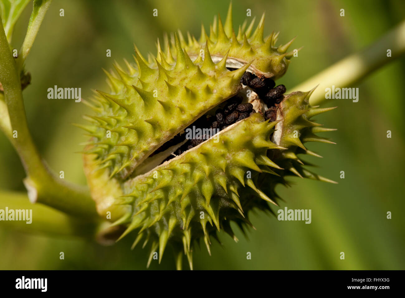 stark giftige Thornapple (Datura Stramonium) im Garten Stockfoto