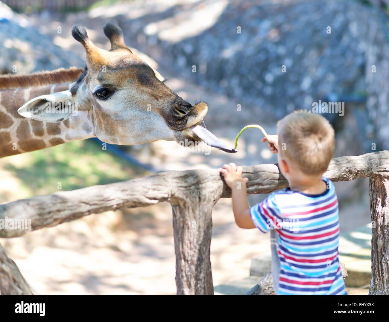 konzentrieren Sie Giraffe im Zoo füttern, sich auf giraffe Stockfoto