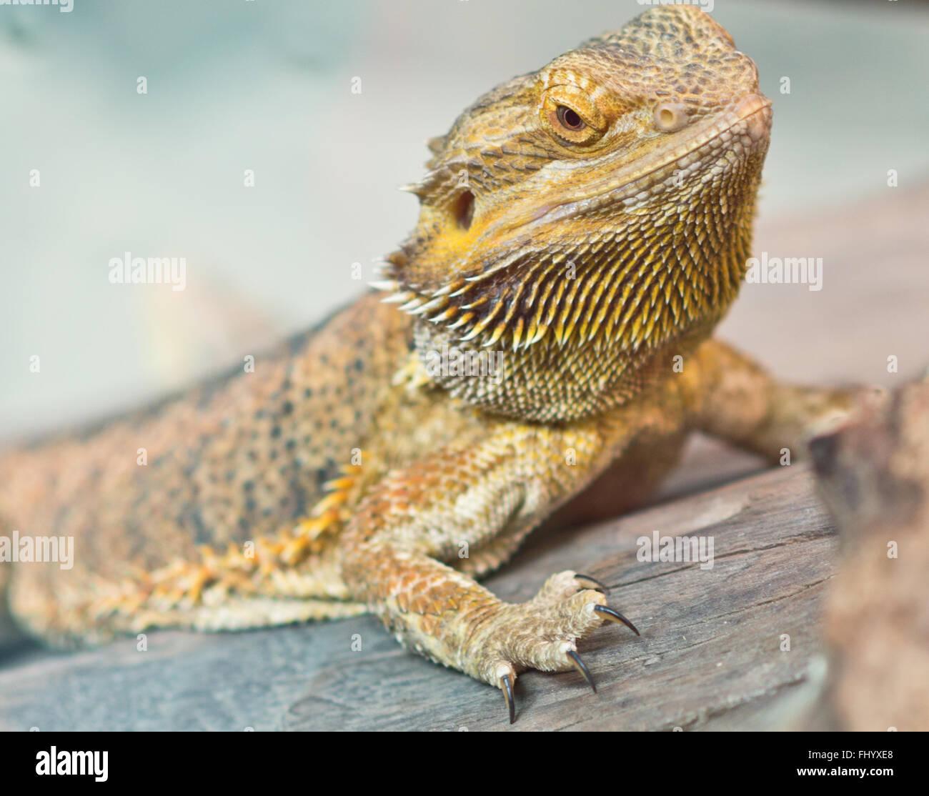 Nahaufnahme eines gelben Leguan Stockfoto