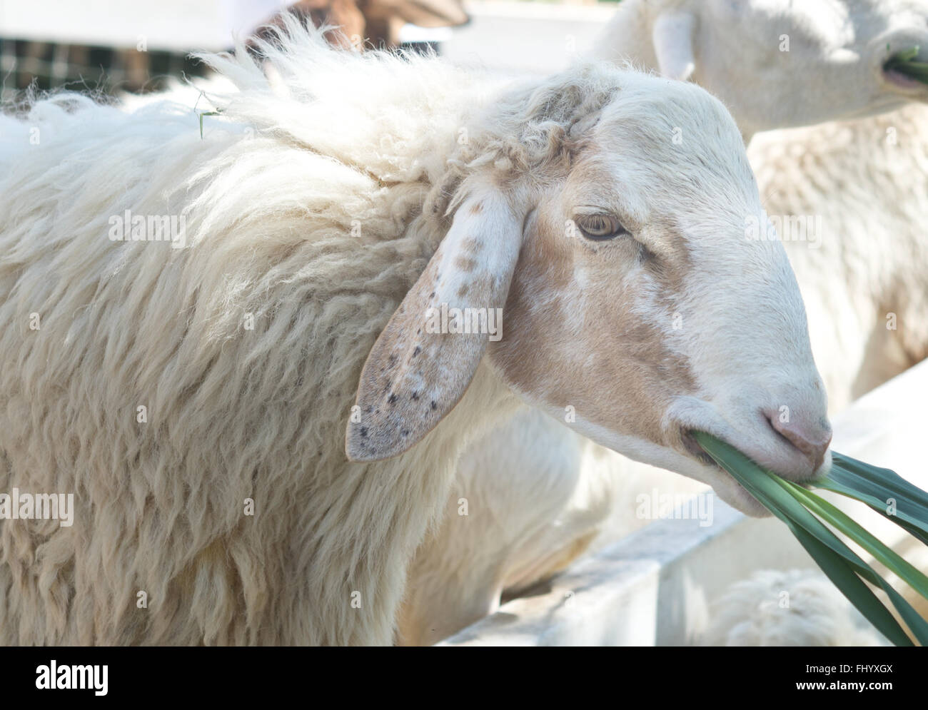 Schaf Essen Rasen in einer farm Stockfoto