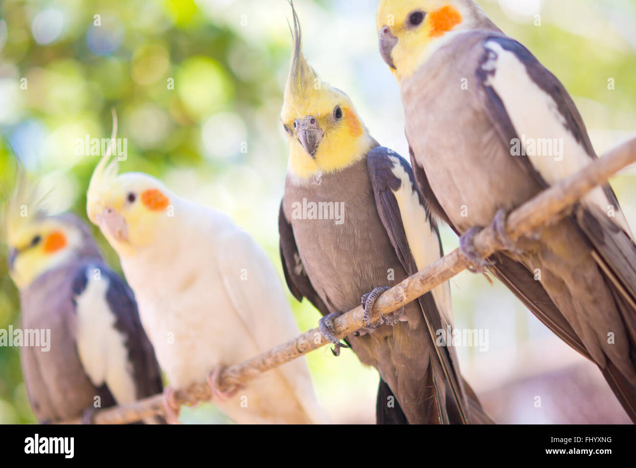 Gruppe von Papageien auf einem Ast, Nymphicus hollandicus Stockfoto