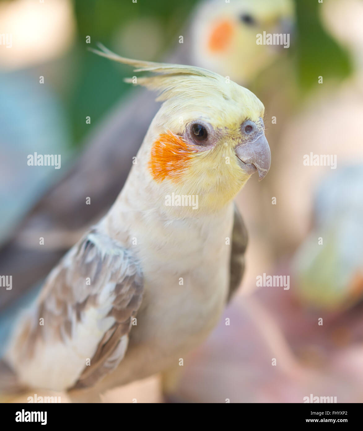 Gruppe von Papageien, Nymphicus hollandicus Stockfoto