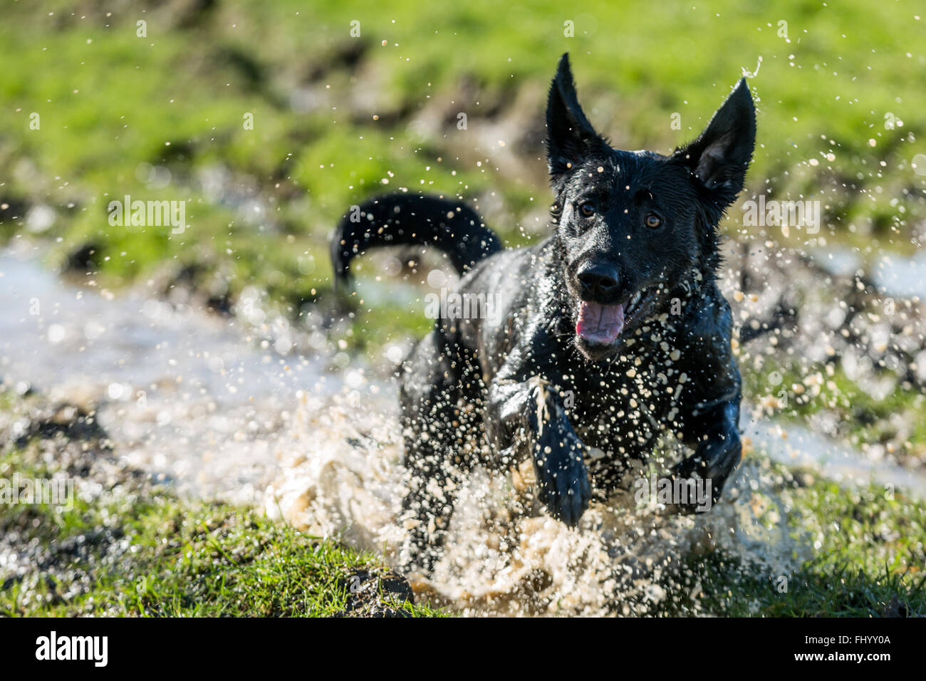 Schwarze Labrador Hund spielen in schlammigen Pfützen Stockfoto