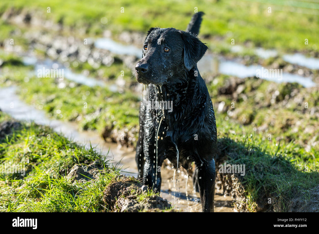 Schwarze Labrador Hund spielen in schlammigen Pfützen Stockfoto