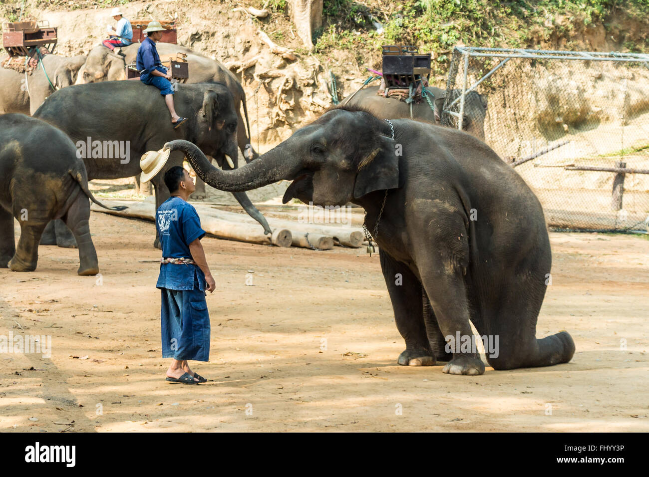 Chiang Mai, Thailand - 20 Februar: Elefanten sitzt und anziehen Hut Mahout Kopf am 20. Februar 2016 im Mae Sa elephan Stockfoto