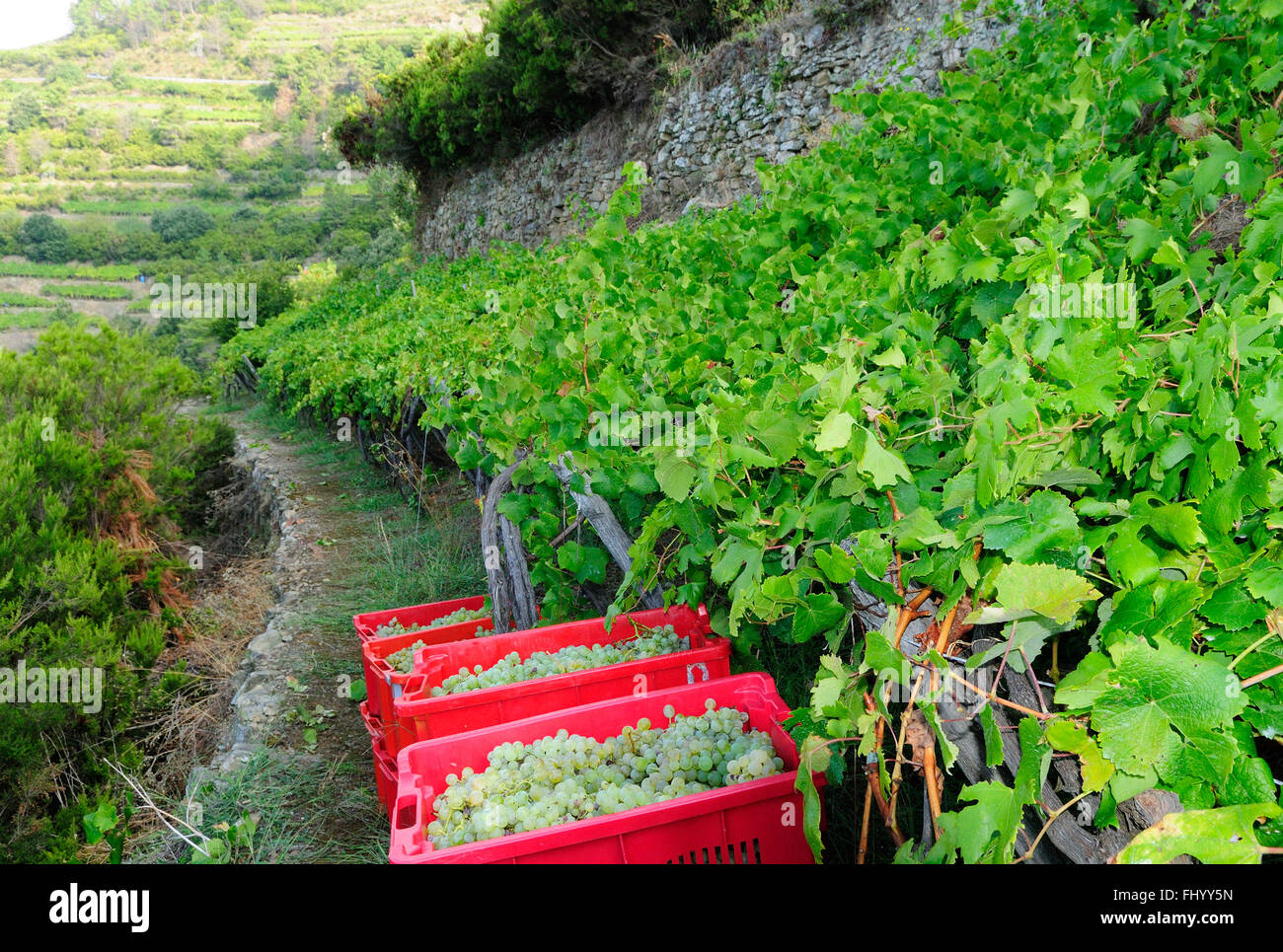 Italienische Trauben in Eimern, die darauf warten, in Sciacchetrà Weinberg, Corniglia, Cinque Terre, Ligurien, Italien, Europa gedrückt werden Stockfoto