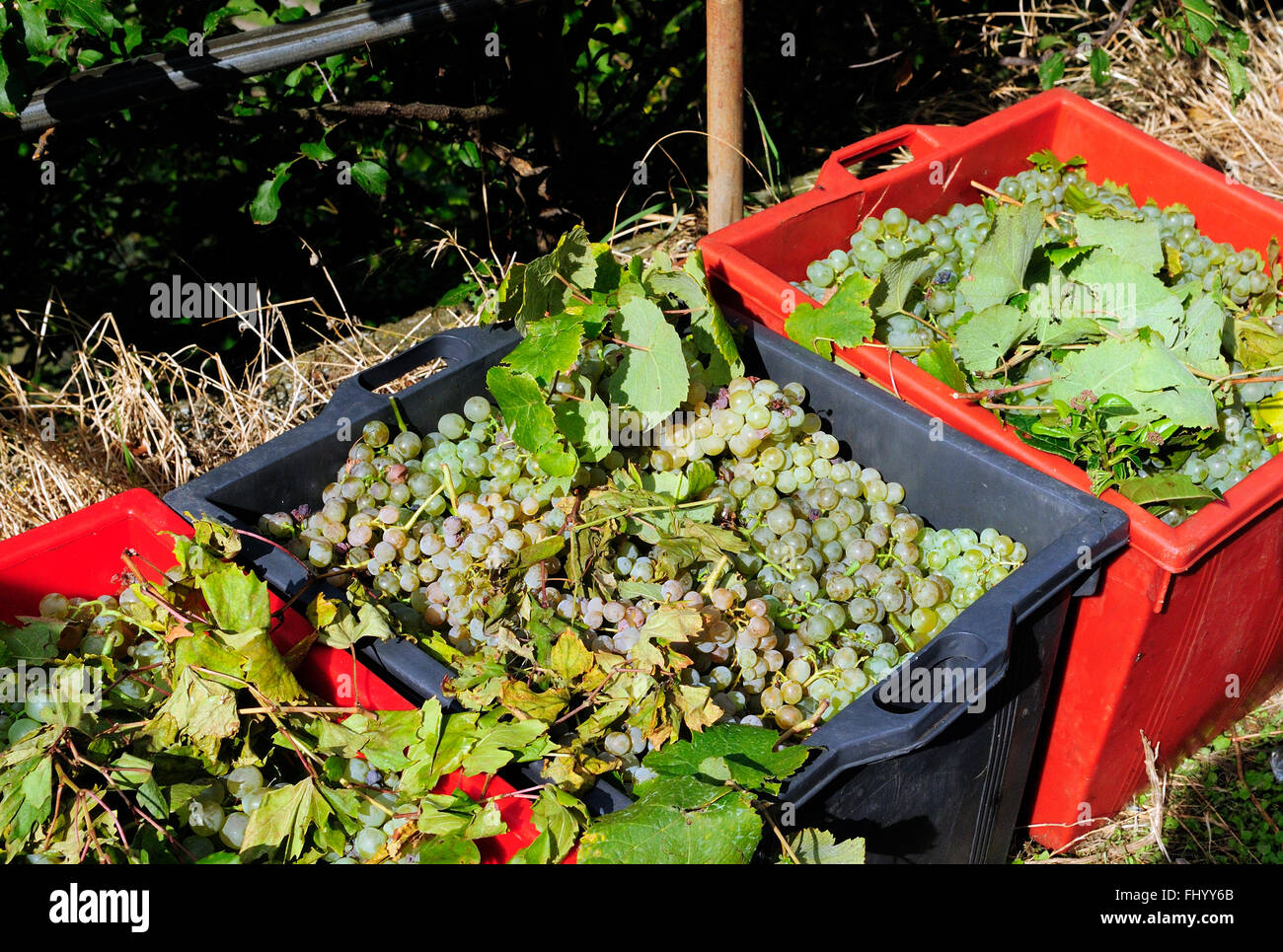 Italienische Trauben in Eimern, die darauf warten, in Sciacchetrà Weinberg, Corniglia, Cinque Terre, Ligurien, Italien, Europa gedrückt werden Stockfoto