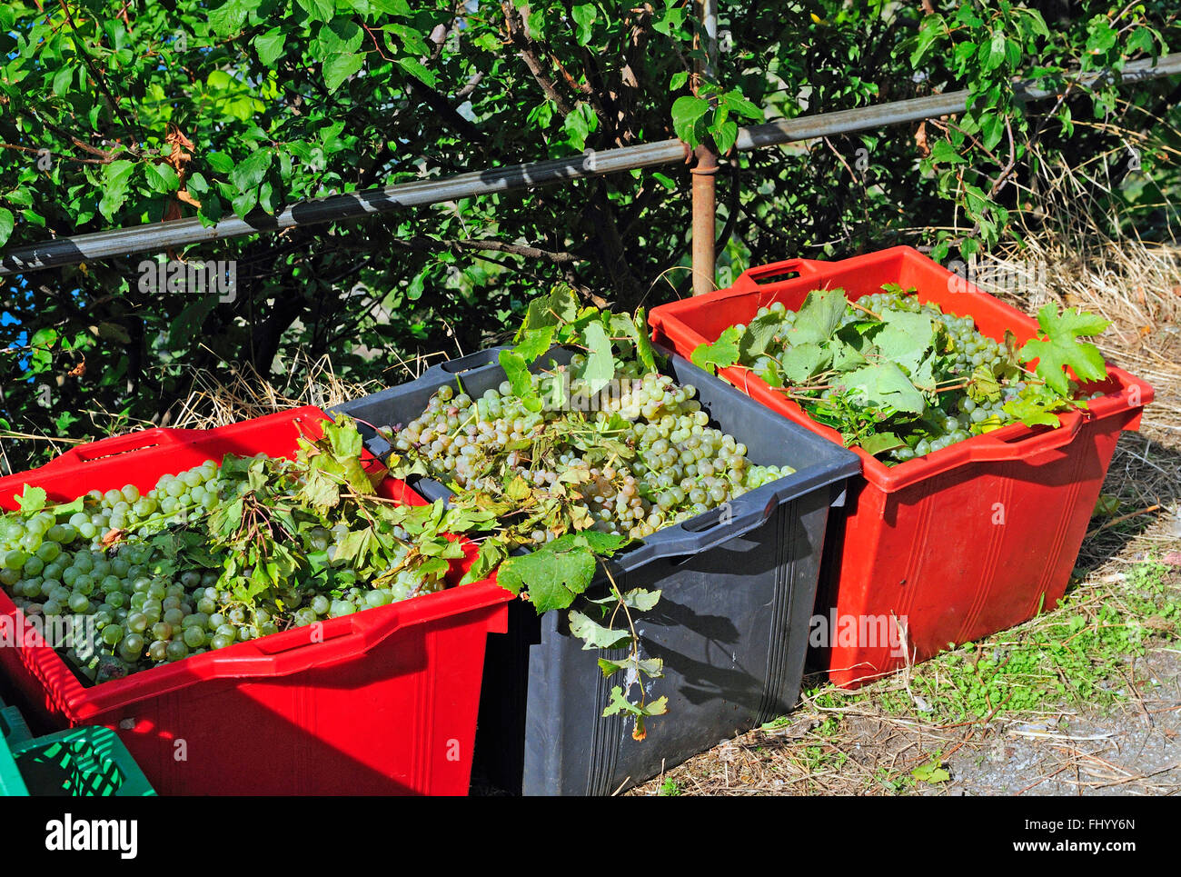 Italienische Trauben in Eimern, die darauf warten, in Sciacchetrà Weinberg, Corniglia, Cinque Terre, Ligurien, Italien, Europa gedrückt werden Stockfoto