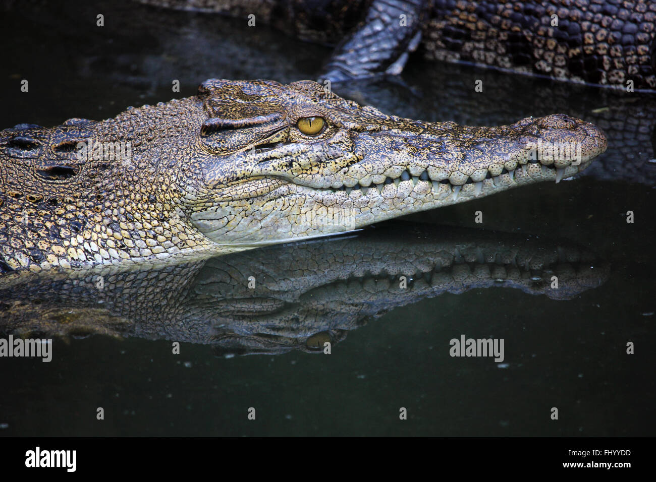 MIRI/MALAYSIA - 24. November 2015: Detail von einem Krokodilkopf aus dem frischen Wasser in Borneo Stockfoto
